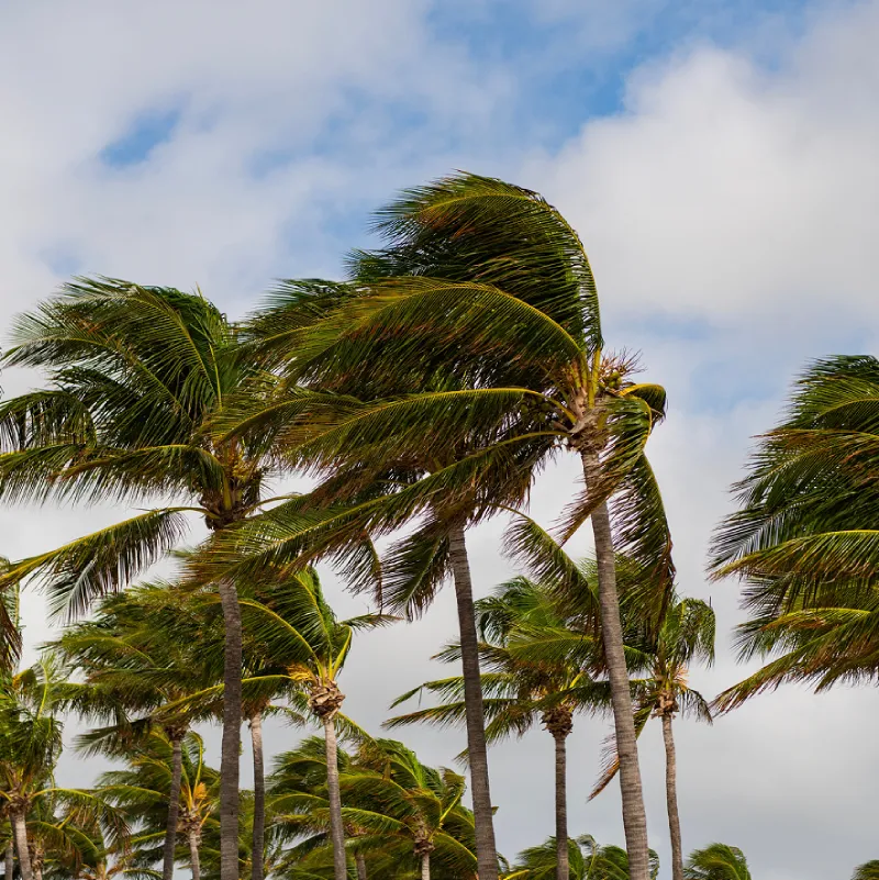 Windsafe Hurricane Protection